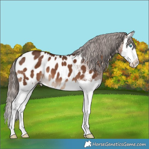 Horse Color:Liver Chestnut Splash Appaloosa 