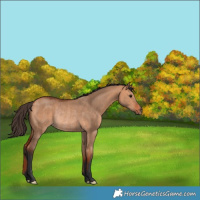 Horse Color:Bay Dun Rabicano 