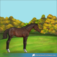 Horse Color:Liver Chestnut Rabicano 