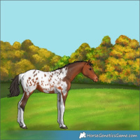 Horse Color:Bay Tobiano Appaloosa 