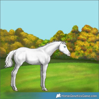 Horse Color:White Spotted Cremello Sabino Splash Appaloosa 