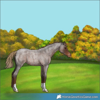 Horse Color:Liver Red Roan Appaloosa