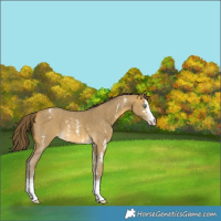 Horse Color:Sable Cream Champagne Sabino Appaloosa 