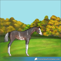 Horse Color:Brown Sabino Splash