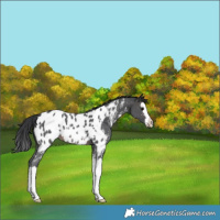 Horse Color:Brown Sabino Splash Appaloosa 