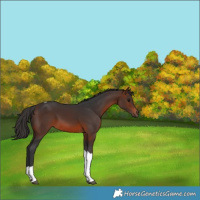Horse Color:Brown Tobiano 