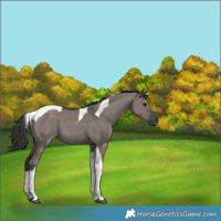 Horse Color:Grullo Tobiano 