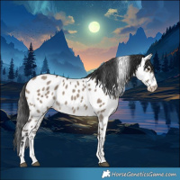 Horse Color:Brown Dun Sabino Near Leopard