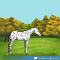 Horse Color:Brown Dun Sabino Appaloosa