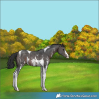Horse Color:Brown Sabino Tobiano 