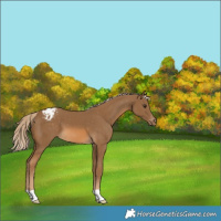 Horse Color:Chocolate Palomino Appaloosa 
