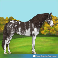 Horse Color:White Spotted Liver Chestnut Appaloosa 