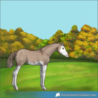 Horse Color:Liver Red Dun Splash 