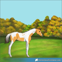 Horse Color:Buckskin Tobiano 