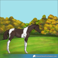 Horse Color:Liver Chestnut Tobiano 