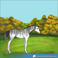 Horse Color:White Spotted Black Splash Rabicano 