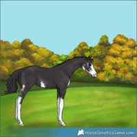 Horse Color:Smoky Black Sabino 