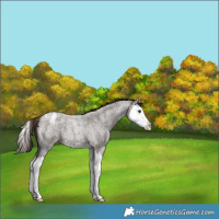 Horse Color:Liver Red Roan Splash Appaloosa 