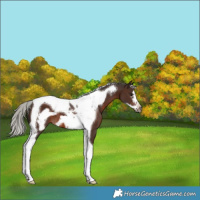 Horse Color:Silver Brown Tobiano Frame