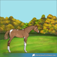 Horse Color:Gray Red Dun Tobiano 