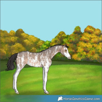 Horse Color:Brown Dun Sabino