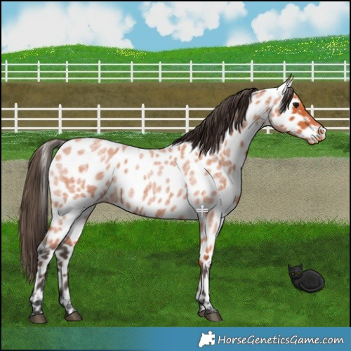 Horse Color:Bay Roan Leopard 