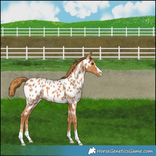 Horse Color:Chestnut Near Leopard 
