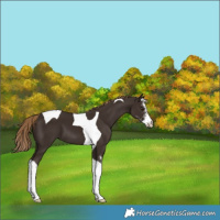 Horse Color:Liver Chestnut Sabino Tobiano 