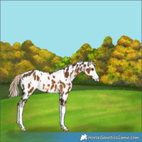 Horse Color:White Spotted Chocolate Palomino Sabino Appaloosa