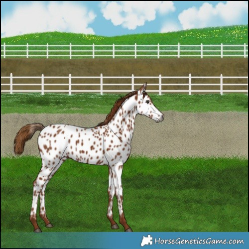 Horse Color:Gray Chestnut Near Leopard 