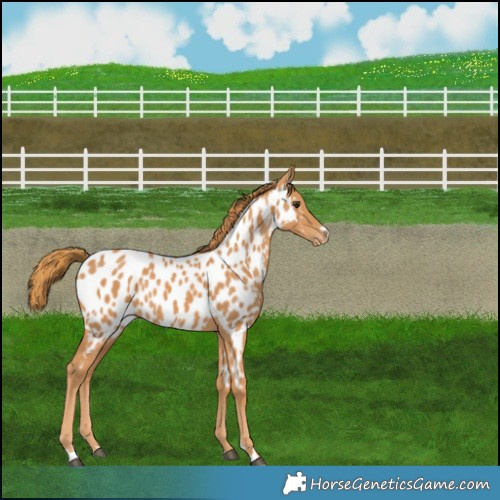 Horse Color:Chestnut Near Leopard 