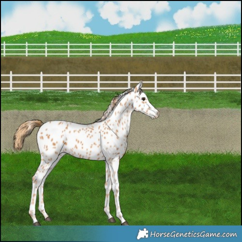 Horse Color:Chestnut Leopard 