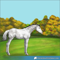 Horse Color:White Spotted Grullo Roan Splash 
