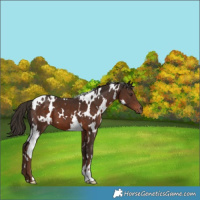 Horse Color:White Spotted Liver Chestnut 