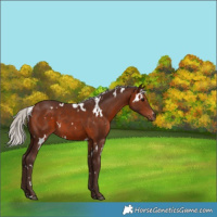 Horse Color:White Spotted Silver Bay 
