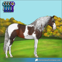 Horse Color:Silver Brown Tobiano 