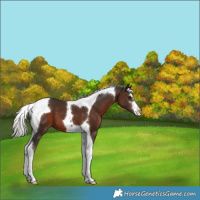 Horse Color:Silver Brown Tobiano 