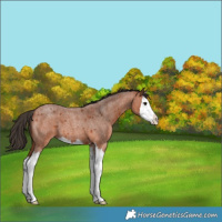 Horse Color:Bay Roan Splash 