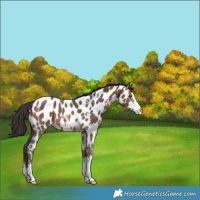 Horse Color:Bay Sabino Appaloosa Rabicano 