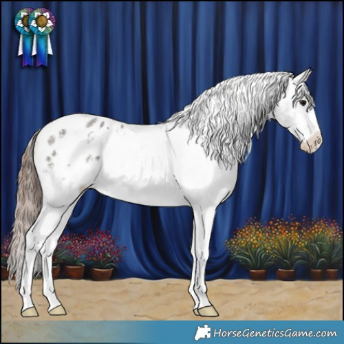 Horse Color:Grullo Sabino Appaloosa 