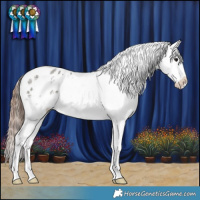 Horse Color:Grullo Sabino Appaloosa 