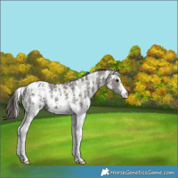 Horse Color:Grullo Sabino Appaloosa