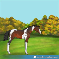Horse Color:Brown Tobiano 