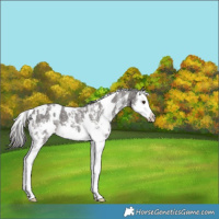 Horse Color:White Spotted Liver Chestnut Sabino Splash 