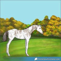 Horse Color:White Spotted Liver Red Dun Sabino Splash 