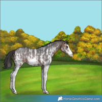 Horse Color:Brown Sabino Rabicano 