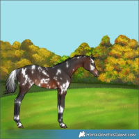 Horse Color:White Spotted Brown Rabicano 