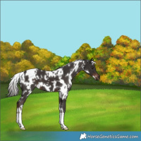 Horse Color:White Spotted Liver Chestnut 