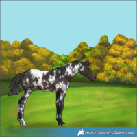 Horse Color:White Spotted Brown 