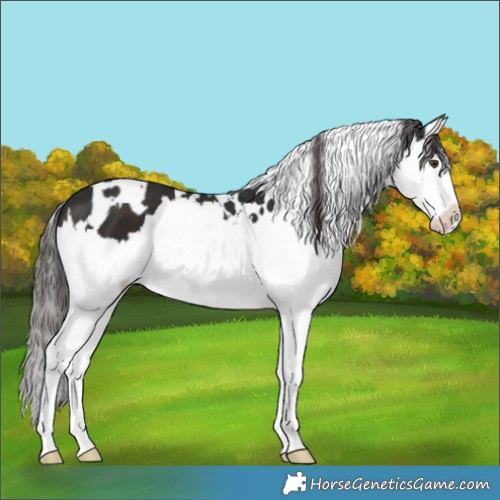 Horse Color:White Spotted Liver Chestnut Splash 